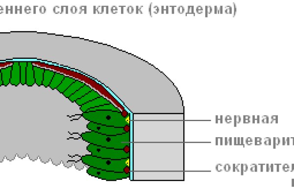 Black sprut onion