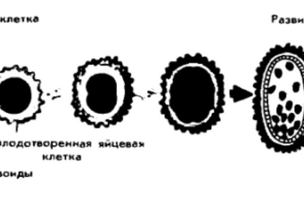 Блэкспрут даркнет blacksprute com